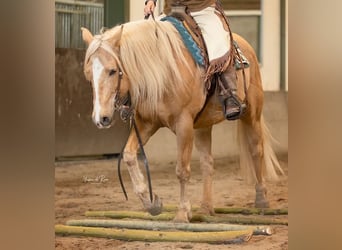 American Quarter Horse, Wallach, 13 Jahre, 158 cm, Palomino