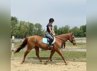 American Quarter Horse, Wallach, 13 Jahre, 160 cm, Dunkelfuchs