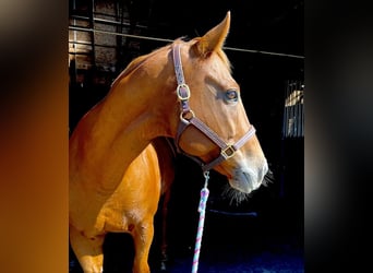 American Quarter Horse, Wallach, 13 Jahre, 160 cm, Dunkelfuchs