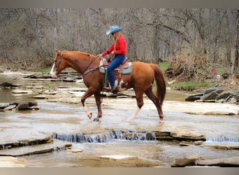 American Quarter Horse, Wallach, 13 Jahre, 160 cm, Overo-alle-Farben