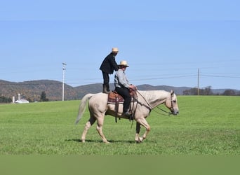 American Quarter Horse Mix, Wallach, 13 Jahre, 160 cm, Palomino
