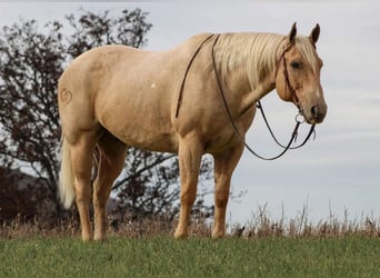 American Quarter Horse Mix, Wallach, 13 Jahre, 160 cm, Palomino