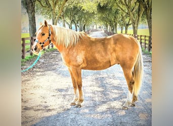 American Quarter Horse, Wallach, 13 Jahre, 160 cm, Palomino