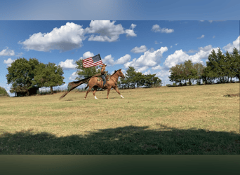 American Quarter Horse Mix, Wallach, 13 Jahre, 160 cm, Red Dun