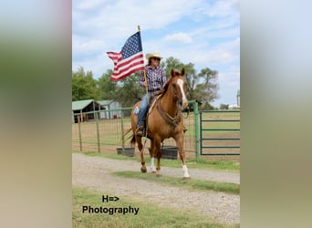 American Quarter Horse Mix, Wallach, 13 Jahre, 160 cm, Red Dun