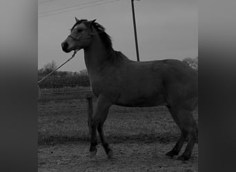 American Quarter Horse, Wallach, 13 Jahre, 161 cm, Buckskin