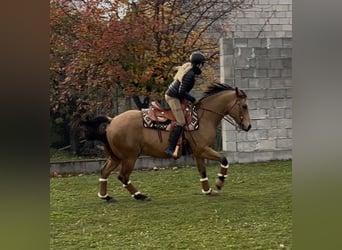 American Quarter Horse, Wallach, 13 Jahre, 161 cm, Buckskin