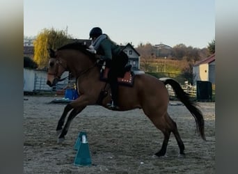 American Quarter Horse, Wallach, 13 Jahre, 161 cm, Buckskin