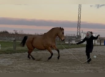 American Quarter Horse, Wallach, 13 Jahre, 161 cm, Buckskin