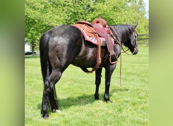 American Quarter Horse Mix, Wallach, 13 Jahre, 163 cm, Rappe