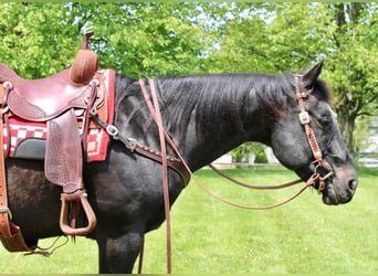 American Quarter Horse Mix, Wallach, 13 Jahre, 163 cm, Rappe