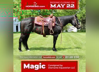 American Quarter Horse Mix, Wallach, 13 Jahre, 163 cm, Rappe