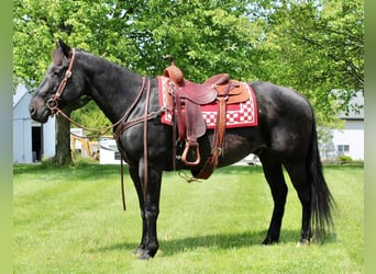American Quarter Horse Mix, Wallach, 13 Jahre, 163 cm, Rappe