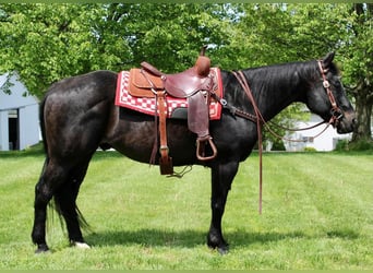 American Quarter Horse Mix, Wallach, 13 Jahre, 163 cm, Rappe