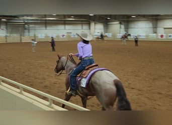 American Quarter Horse, Wallach, 13 Jahre, 163 cm, Roan-Red