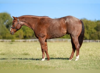 American Quarter Horse, Wallach, 13 Jahre, 163 cm, Roan-Red