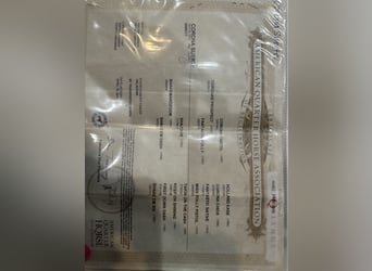 American Quarter Horse, Wallach, 13 Jahre, 163 cm, Rotbrauner