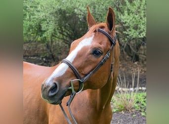 American Quarter Horse, Wallach, 13 Jahre, 163 cm, Rotfuchs