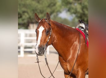 American Quarter Horse, Wallach, 13 Jahre, 163 cm, Rotfuchs