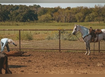 American Quarter Horse, Wallach, 13 Jahre, 163 cm, Schimmel