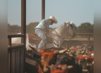 American Quarter Horse, Wallach, 13 Jahre, 163 cm, Schimmel