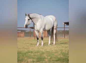 American Quarter Horse, Wallach, 13 Jahre, 163 cm, Schimmel