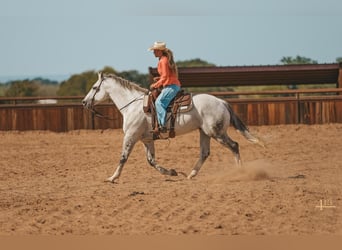 American Quarter Horse, Wallach, 13 Jahre, 163 cm, Schimmel