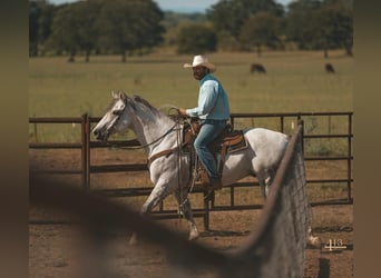 American Quarter Horse, Wallach, 13 Jahre, 163 cm, Schimmel