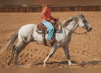 American Quarter Horse, Wallach, 13 Jahre, 163 cm, Schimmel