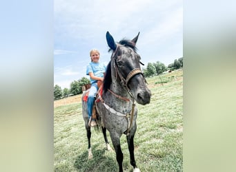 American Quarter Horse, Wallach, 13 Jahre, 165 cm, Roan-Blue