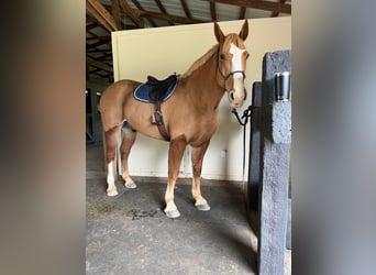 American Quarter Horse, Wallach, 13 Jahre, 168 cm, Dunkelfuchs