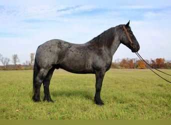 American Quarter Horse, Wallach, 13 Jahre, 173 cm, Roan-Blue