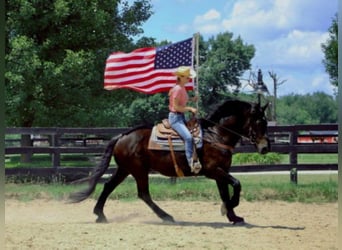 American Quarter Horse, Wallach, 13 Jahre, 175 cm, Rappe