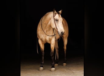 American Quarter Horse, Wallach, 13 Jahre, Buckskin