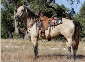 American Quarter Horse, Wallach, 13 Jahre, Buckskin
