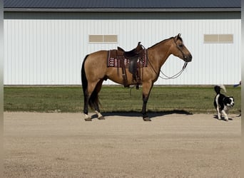 American Quarter Horse, Wallach, 13 Jahre, Buckskin