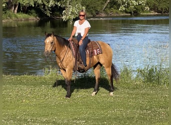 American Quarter Horse, Wallach, 13 Jahre, Buckskin