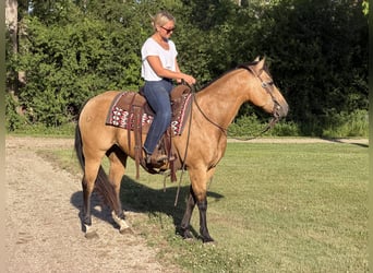 American Quarter Horse, Wallach, 13 Jahre, Buckskin
