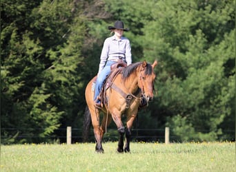 American Quarter Horse, Wallach, 13 Jahre, Buckskin