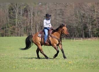 American Quarter Horse, Wallach, 13 Jahre, Buckskin