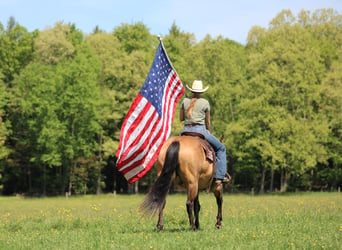American Quarter Horse, Wallach, 13 Jahre, Buckskin