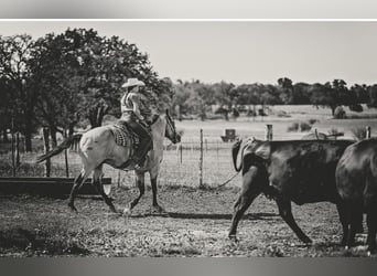 American Quarter Horse, Wallach, 13 Jahre, Buckskin