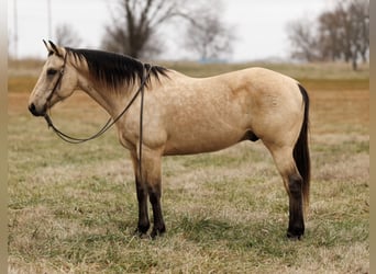 American Quarter Horse, Wallach, 13 Jahre, Buckskin