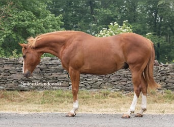 American Quarter Horse, Wallach, 13 Jahre, Dunkelfuchs