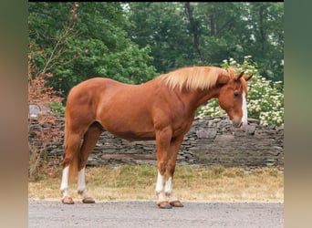 American Quarter Horse, Wallach, 13 Jahre, Dunkelfuchs