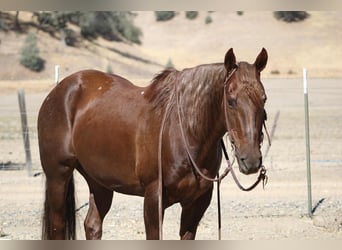 American Quarter Horse, Wallach, 13 Jahre, Dunkelfuchs