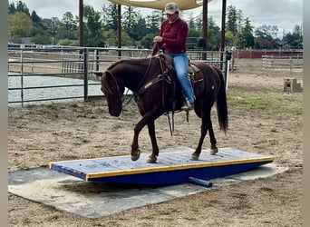 American Quarter Horse, Wallach, 13 Jahre, Dunkelfuchs