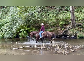 American Quarter Horse, Wallach, 13 Jahre, Dunkelfuchs