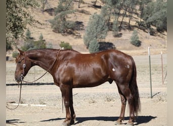 American Quarter Horse, Wallach, 13 Jahre, Dunkelfuchs