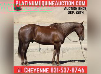 American Quarter Horse, Wallach, 13 Jahre, Dunkelfuchs